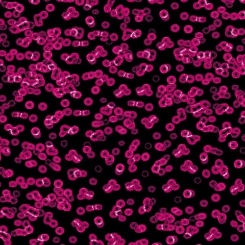 Ковролин Flotex Sottsass