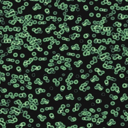 Ковролин Flotex Sottsass