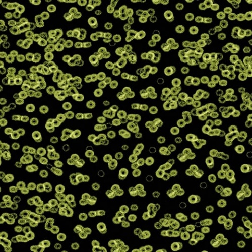 Ковролин Flotex Sottsass