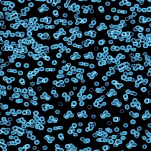 Ковролин Flotex Sottsass