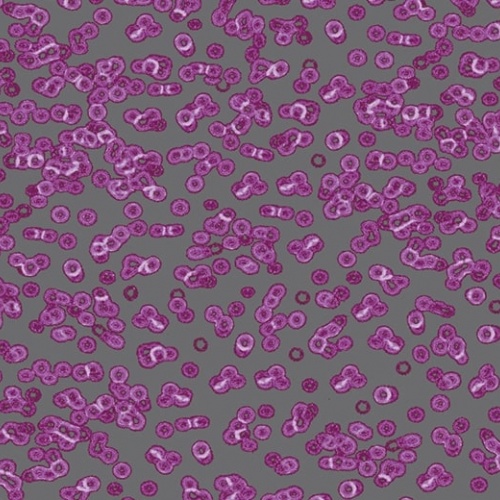 Ковролин Flotex Sottsass