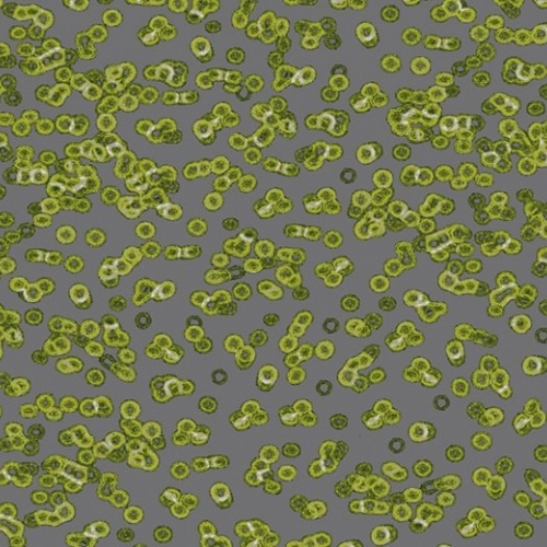 Ковролин Flotex Sottsass